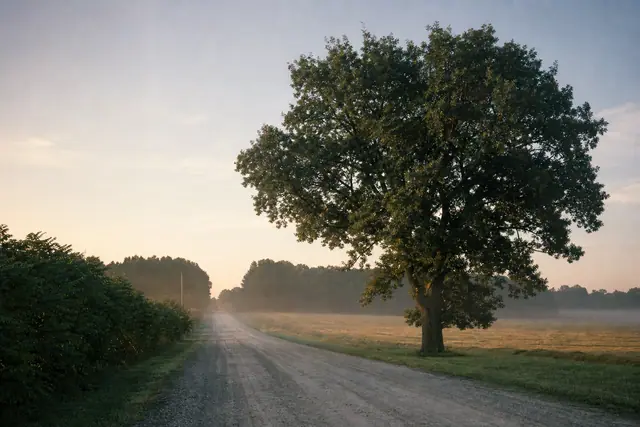 Dirt road leading past a large tree and misty fields under soft morning light.